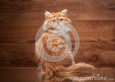 Red highland kitten on mirror and wooden texture