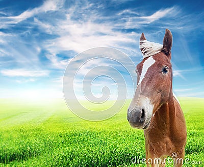 Red horse in the field over cloudy blue sky