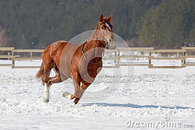 Red horse running on the snow.