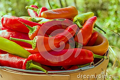 Red hot banana peppers in basket