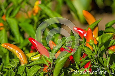 Red hot banana peppers on bush