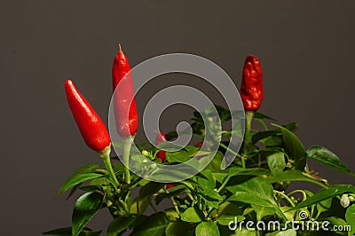 Red hot chili peppers on the green pepper plant
