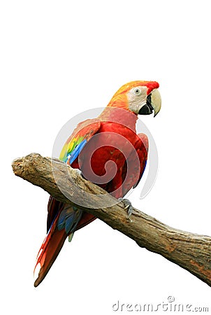 Red isolated parrot