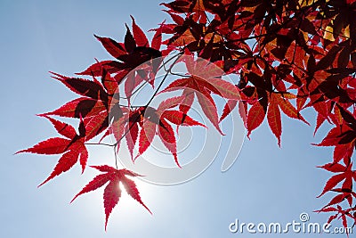 Red Japanese Maple Tree