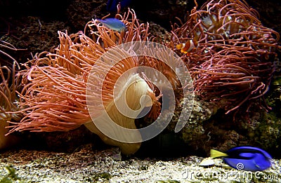 Red life coral