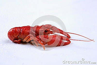 Red lobster on a wet background