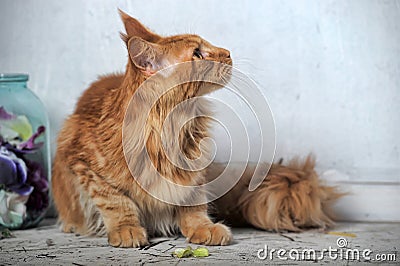 Red Maine Coon cat