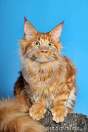 Red Maine Coon cat