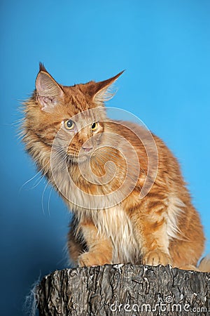 Red Maine Coon cat