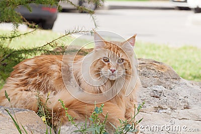 Red Maine Coon cat portrait