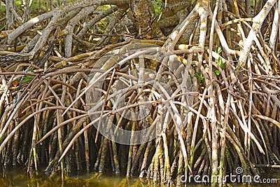 Red Mangrove Roots in the Tropics