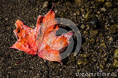 Red maple leaf off the tree