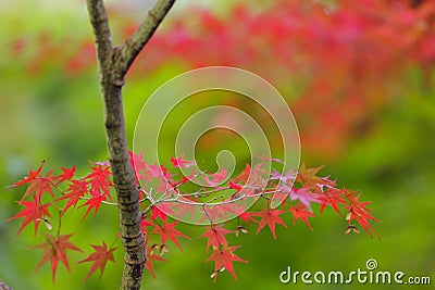 Red maple tree leaves