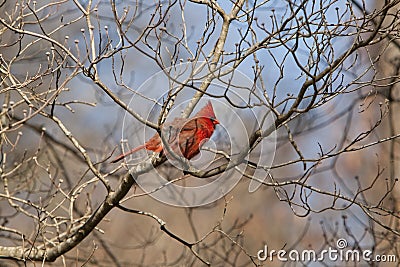 beautiful northern cardinal sitting in bare dogwood tree northern cardinal in dogwood tree royalty free stock photography image 27761897 beautiful northern cardinal sitting in bare dogwood tree northern cardinal in dogwood tree royalty free stock photography image 27761897