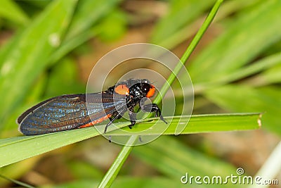 Red-nosed Cicada