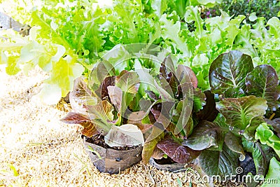 Red Oak, Green Oak, Red leaf lettuce in the garden