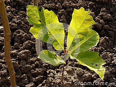 Red oak tree sapling