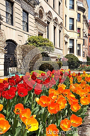 Red and Orange Tulips in the City