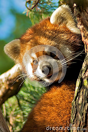 Red Panda