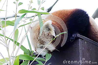 Red panda