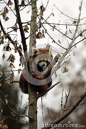 Red Panda