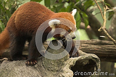 Red Panda