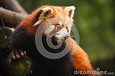 Red panda bear