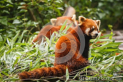 Red panda bears playing