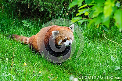 Red Panda