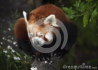 The Red Panda, Firefox