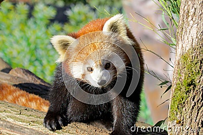 Red Panda Portrait