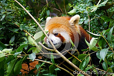 Red Panda On Tree