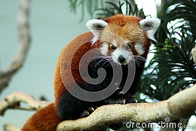 Red Panda