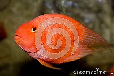 Red parrot fish