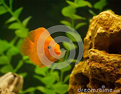 Red parrot fish in aquarium