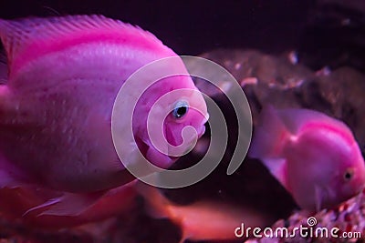 Red parrot fish, underwater photography