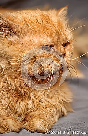 Red Persian cat