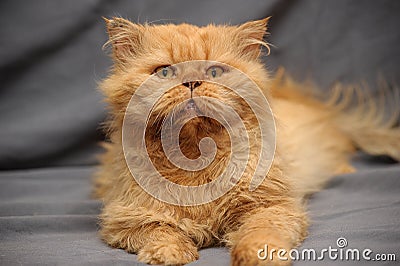 Red Persian cat