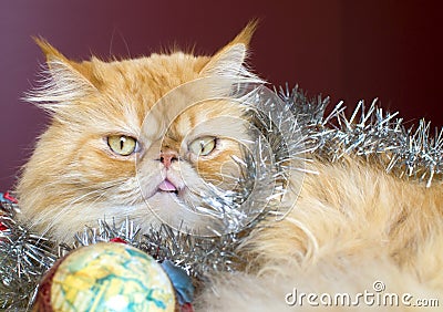 Red persian cat with christmas ball