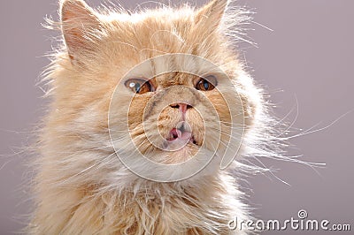 Red Persian cat with his tongue out
