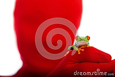 Red Person, Red Eyed Tree Frog