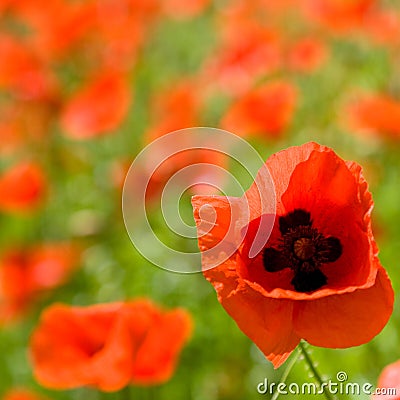 Red poppies