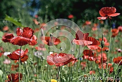 Red Poppies