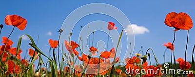 Red poppies against a blue sky