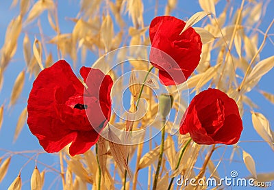 Red poppies against a bright blue sky