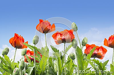 Red poppies on blue sky, floral background