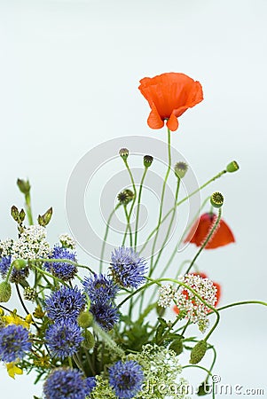 Red poppies end wild flowers on a white background