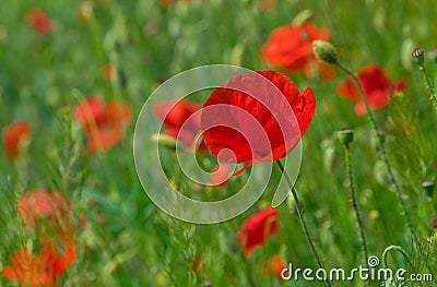 Red poppies