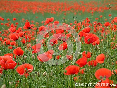 Red poppies in France