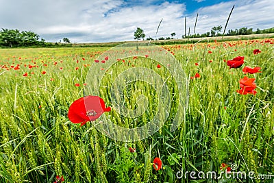 Red poppies on green field in summer